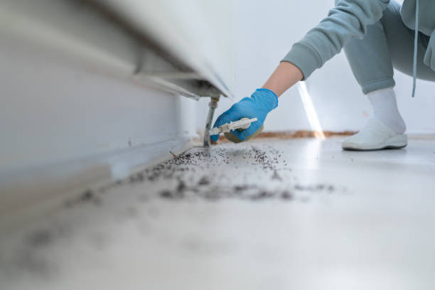 Best Wasp Removal Services  in Wilkinson Heights, SC